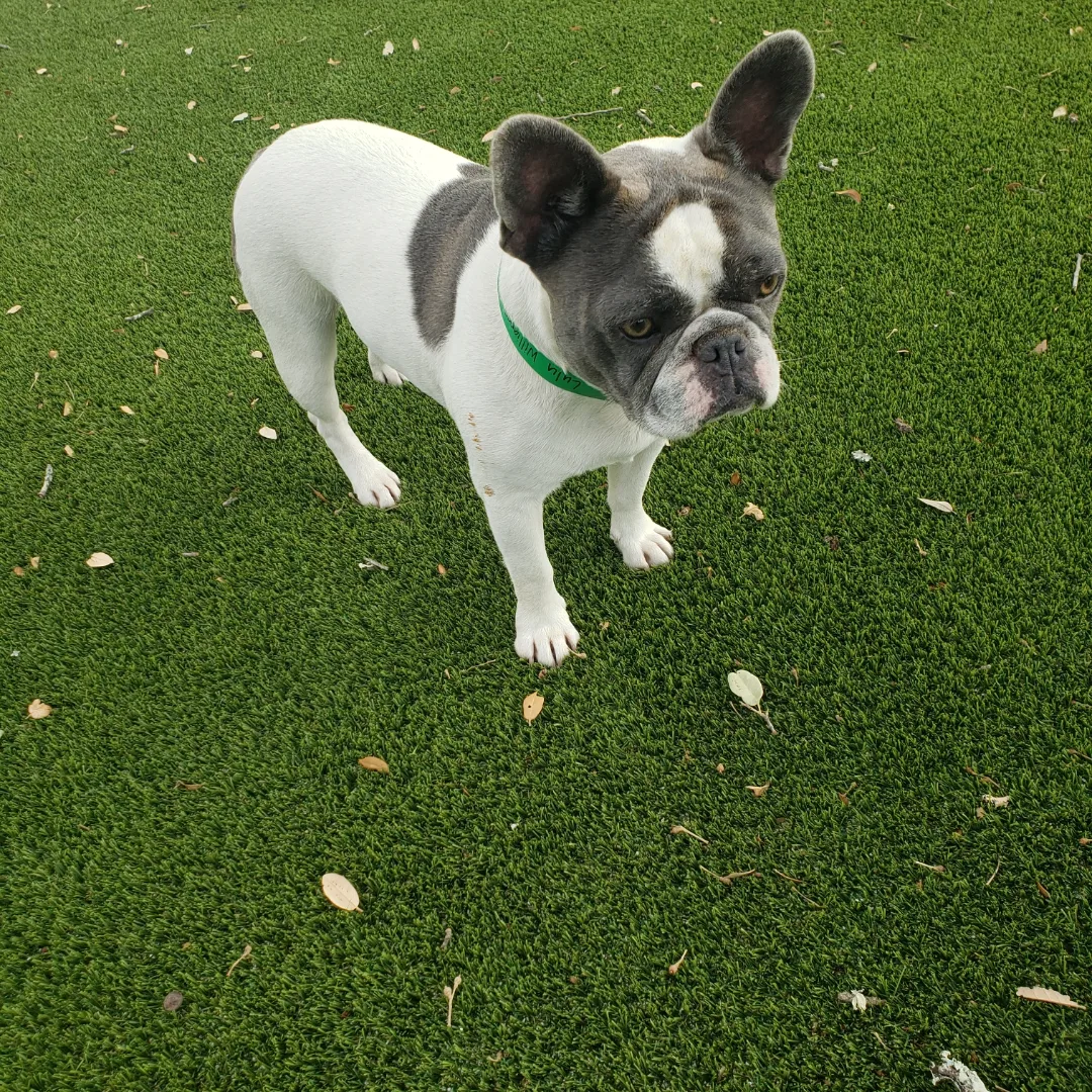 A white and black color dog standing in a field