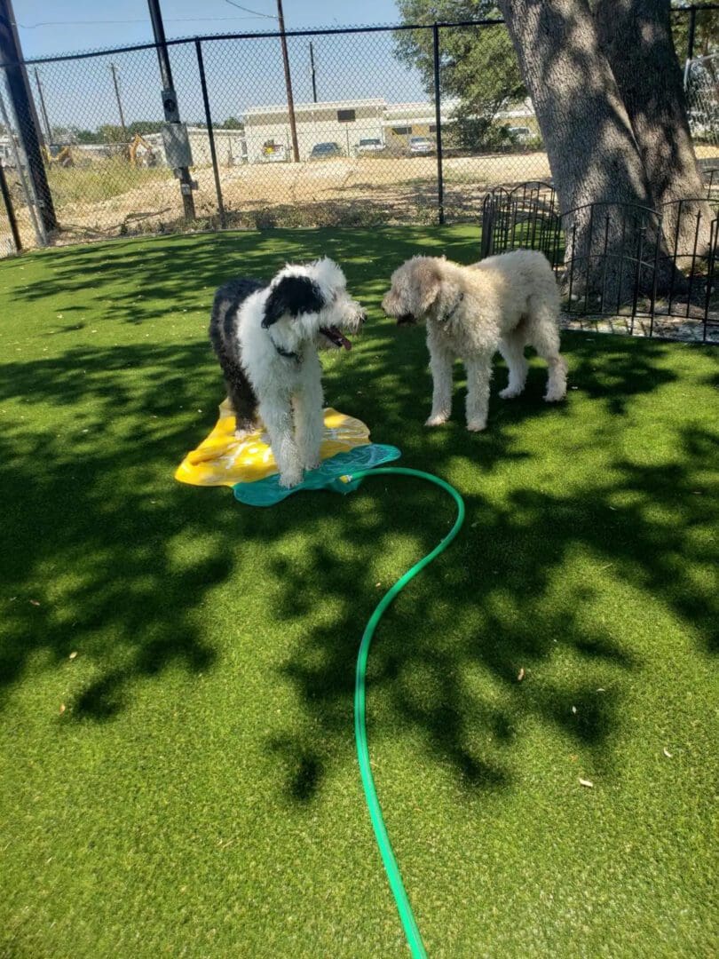 Two dogs standing in the shade of a tree on the grass.