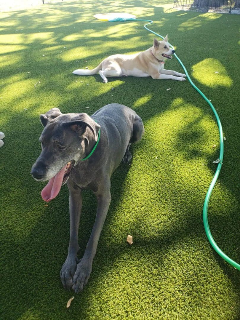 Two dogs sitting in the shade of the tree on the grass.