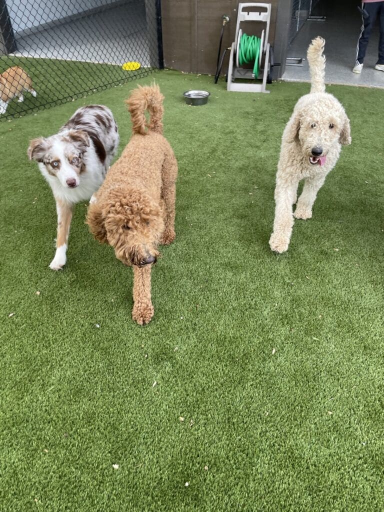 Three dogs walking on the grass side by side